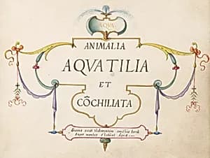 Title Page by Joris Hoefnagel