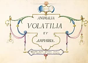 Title Page by Joris Hoefnagel
