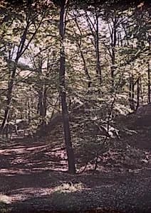 Trees
