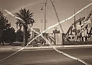 Tucson Palm