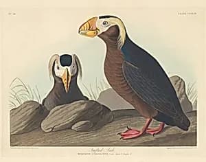 Tufted Auk by Robert Havell after John James Audubon