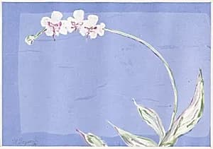 Untitled [flower]