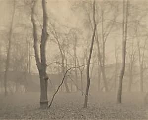 Untitled (Trees)