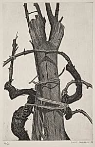 Vine