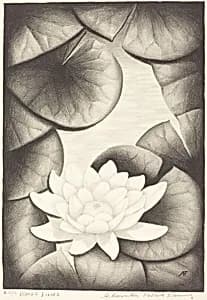 Water Lilies