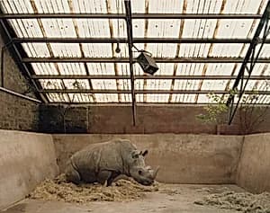 White Rhinoceros, Chester, England
