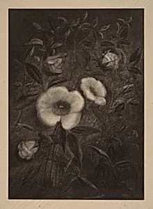 Wild Roses