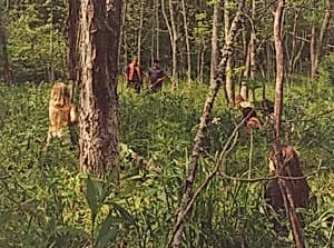 Wild Things