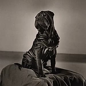 Portrait of Peter Hujar