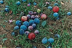 Windfall