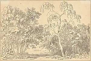 Wooded Landscape