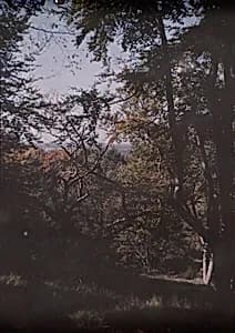 Woods