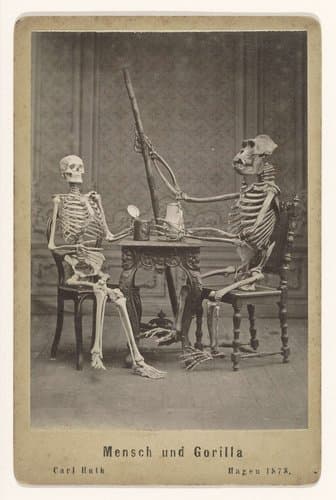 Enscenering van skeletten van een mens en van een gorilla aan tafel by Carl Huth