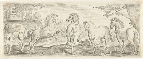 Paarden