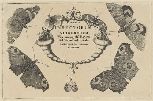 Titelprent voor een serie met verschillende insecten by Wenceslaus Hollar