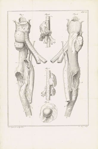 Anatomische afbeelding by Robbert Muys