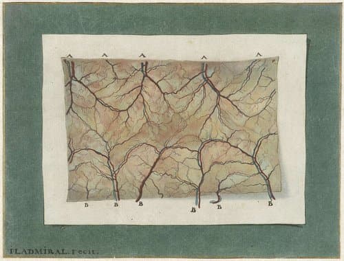 Anatomische studie van het bloedvatenstelsel by Jan l'Admiral