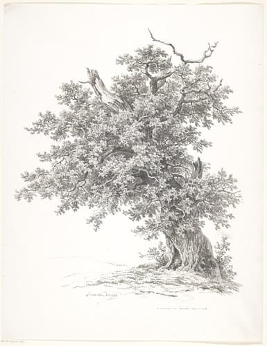 Oude boom by Adrianus van der Koogh