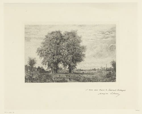 Landschap met hoge bomen