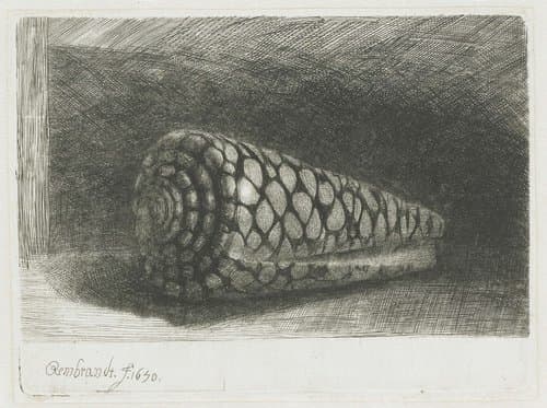 The shell by Rembrandt van Rijn