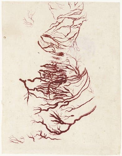 Anatomische studie van een menselijk hart by Jan l'Admiral