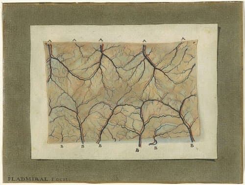 Anatomische studie van het bloedvatenstelsel by Jan l'Admiral