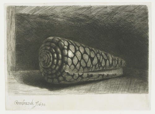 The shell by Rembrandt van Rijn