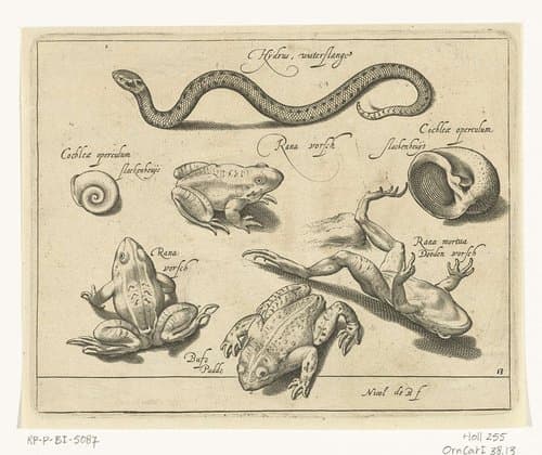 Waterslang by Nicolaes de Bruyn