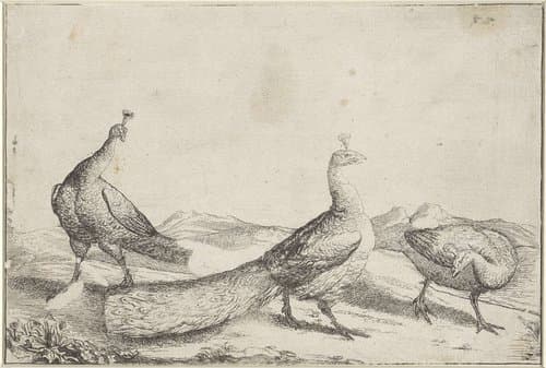 Drie pauwen by anonymous