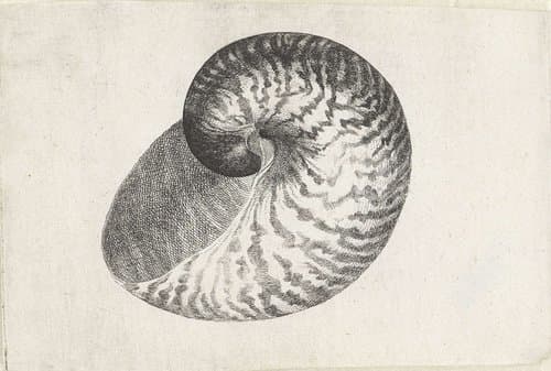 Schelpen by Wenceslaus Hollar