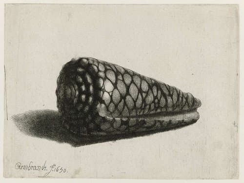 De schelp by Rembrandt van Rijn