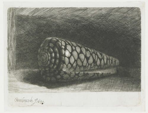 De schelp by Rembrandt van Rijn