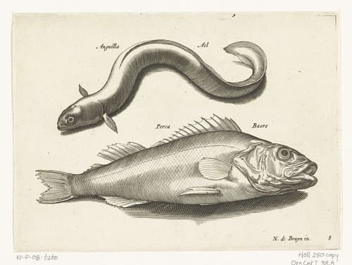 Zoetwatervissen, zeevissen, kikkers, schaaldieren en zeewezens by anonymous