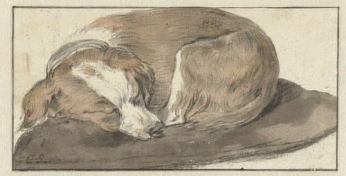 Sleeping Dog by Cornelis Saftleven