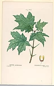 Acer Saccharinum by Mlle. Janinet, French, active 19th c.