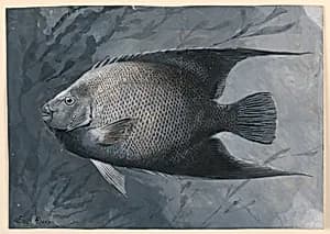 Angel Fish