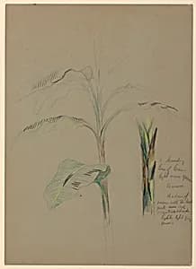 Banana Plant