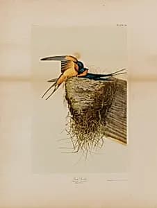 Barn Swallow by Julius Bien