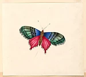 Butterfly by Unknown