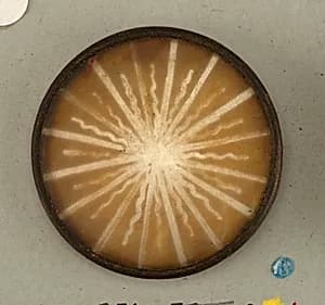 Button by Unknown