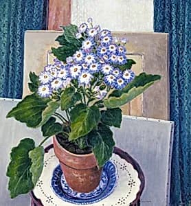 Cineraria