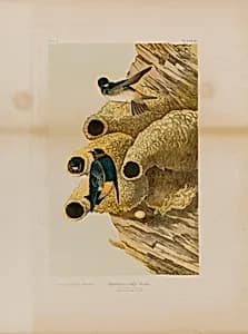 Cliff Swallows by Julius Bien