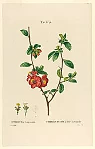Cydonia Lagenaria by Jarry, French, active 19th c.