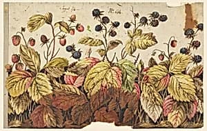 Design for a Printed Border by Unknown