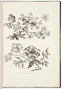 Designs for Chinoiserie Flowers by Jean-Baptiste Pillement, French, 1728–1808