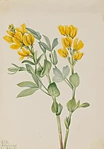 Goldenpea (Thermopsis rhombifolia) by Mary Vaux Walcott
