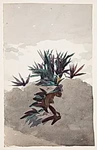 Hillside with Clumps of Maguey by Winslow Homer, American, 1836–1910