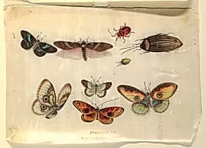 Insects by Unknown
