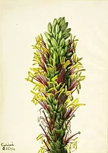 Lechuguilla (Agava lechuguilla) by Mary Vaux Walcott
