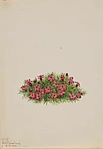 Moss Campion (Silene acaulis) by Mary Vaux Walcott